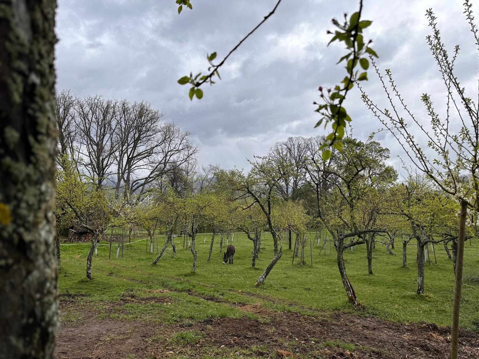 Pazo Da Pena Manzaneda Ξενοδοχείο Εξωτερικό φωτογραφία