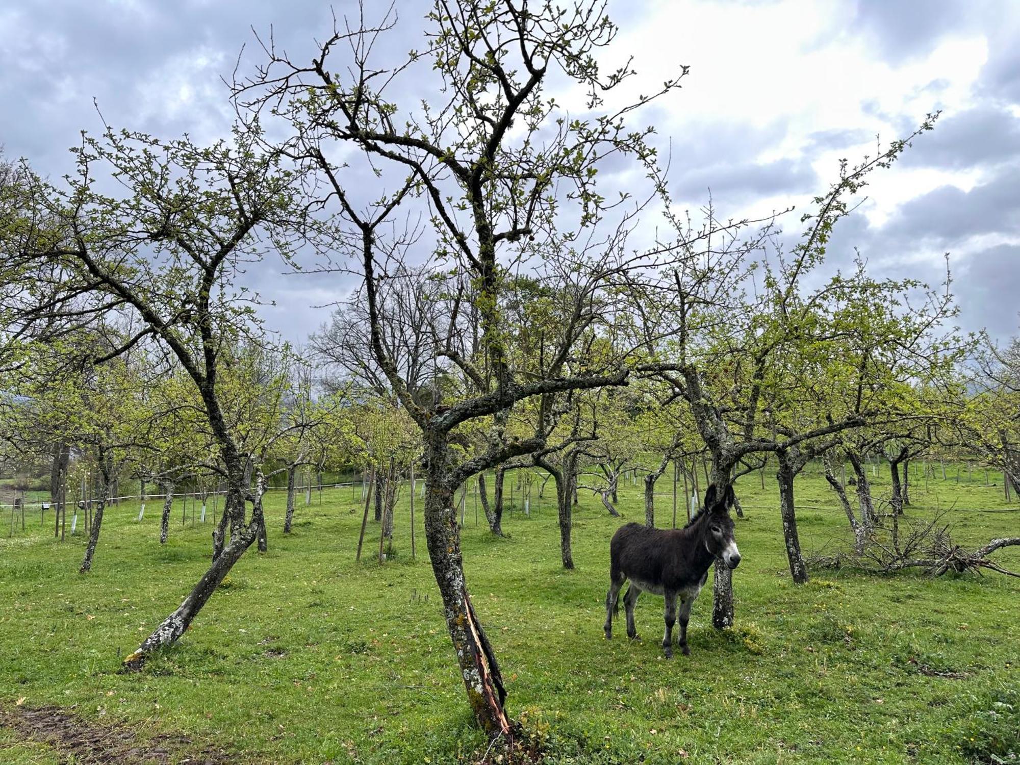 Pazo Da Pena Manzaneda Ξενοδοχείο Εξωτερικό φωτογραφία