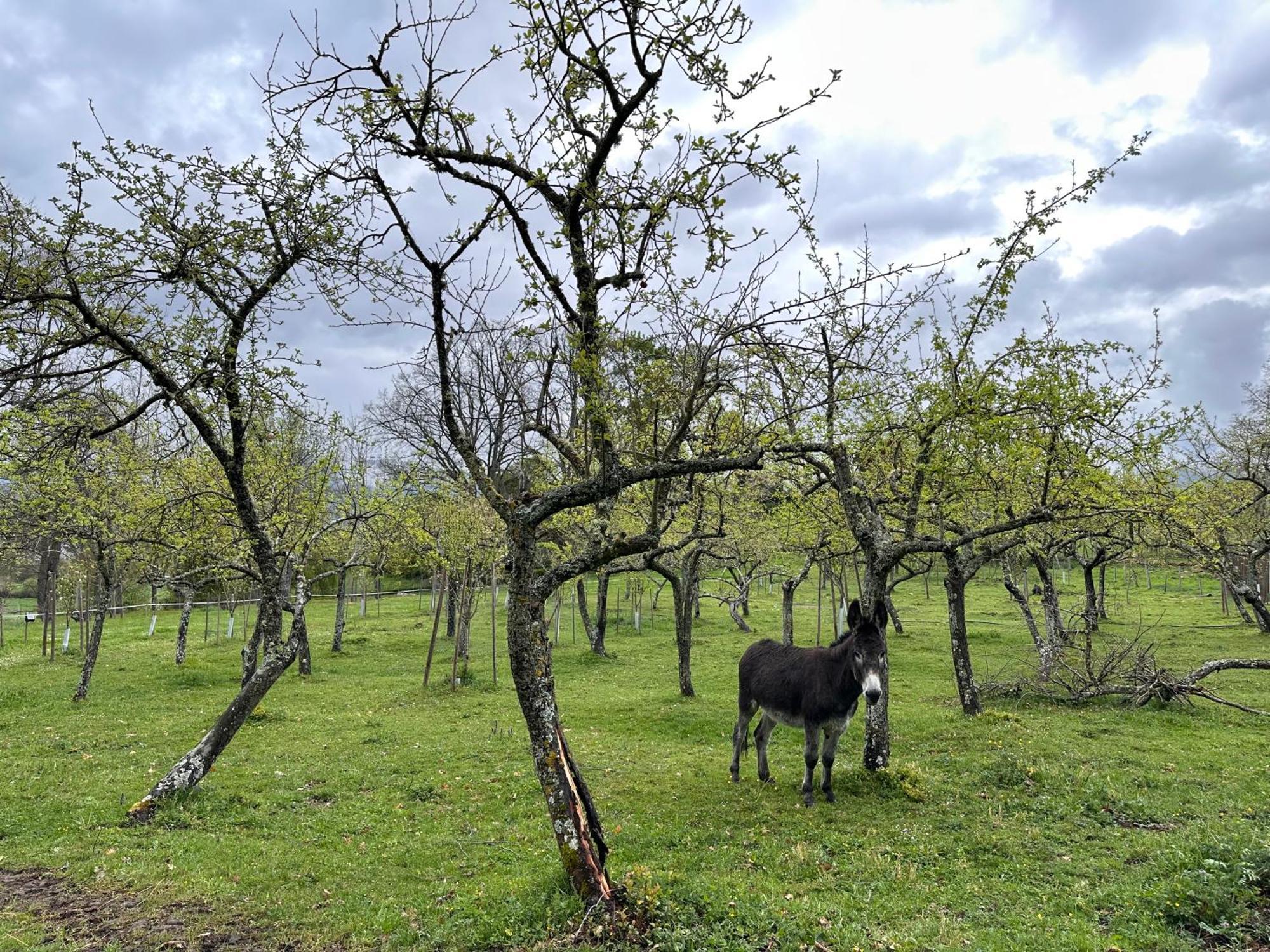 Pazo Da Pena Manzaneda Ξενοδοχείο Εξωτερικό φωτογραφία